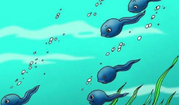 蝌蚪在线视频,蝌蚪在线视频深度解析