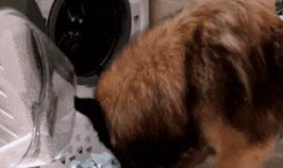 狗操人视频,揭秘动物与人类关系的微妙平衡